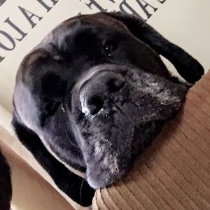 Meet your Posher, Spencer